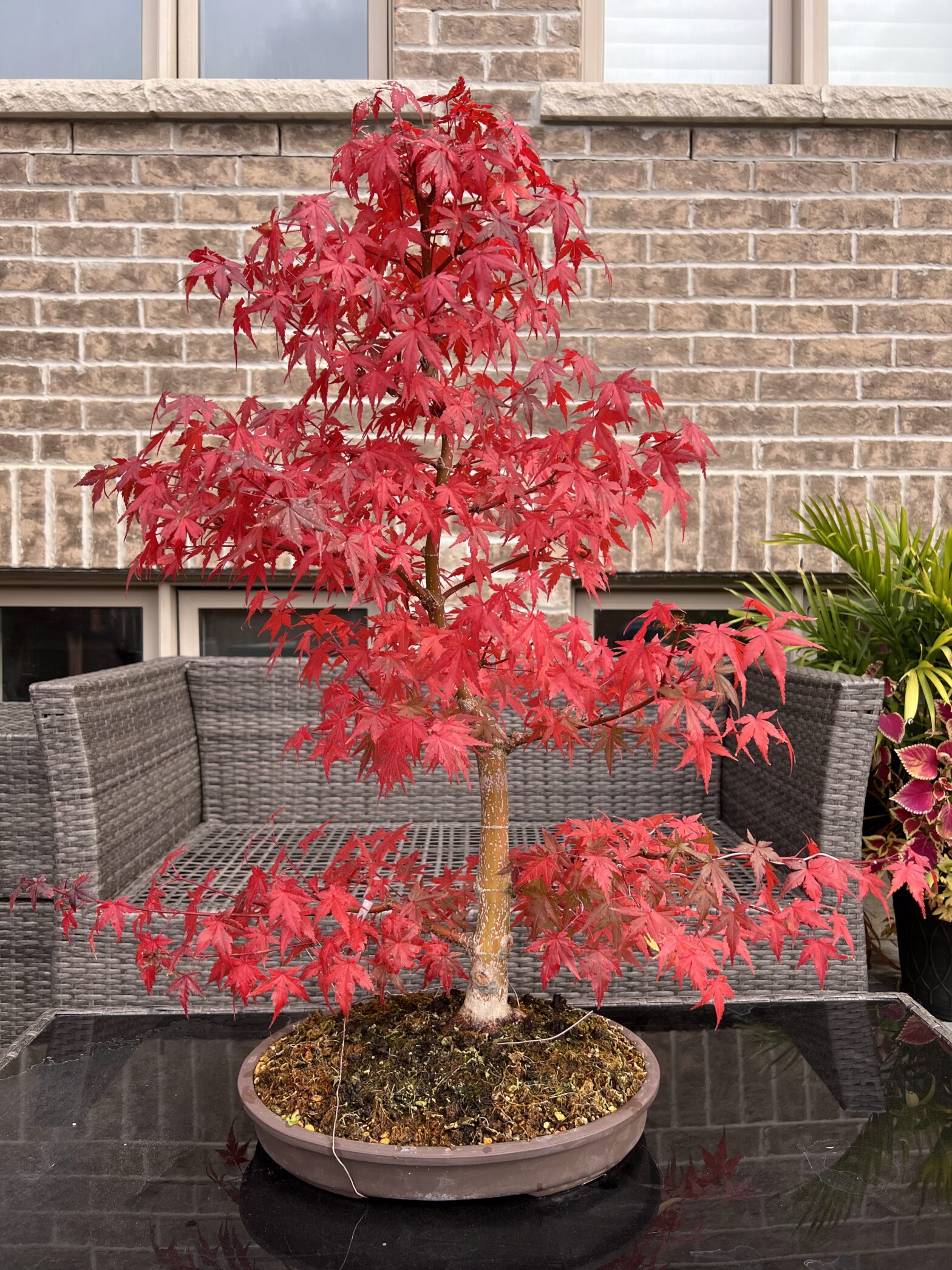 Japanese Maple Single Trunk